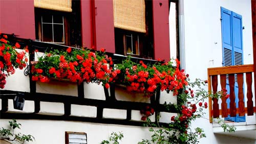 Elsass - typischer Blumenschmuck in Obernai