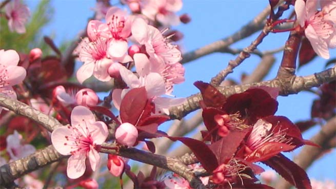 Im März, die ersten Blühten an den Obstbäumen im Rhône-Tal.