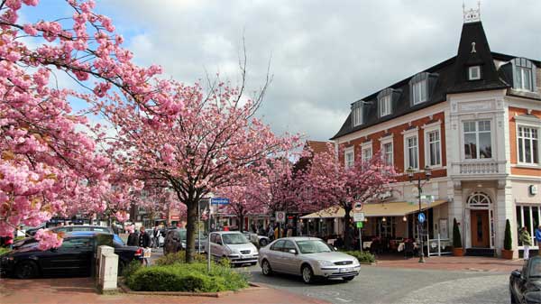 Baumblüte im Ortszentrum von Bad Zwischenahn.