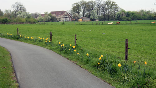 Radweg durch die  Münsterländiche Parklandschaft