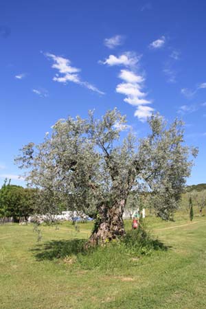 Bei der Fahrt trifft man immer wieder auf einzeln stehende Olivenbäume