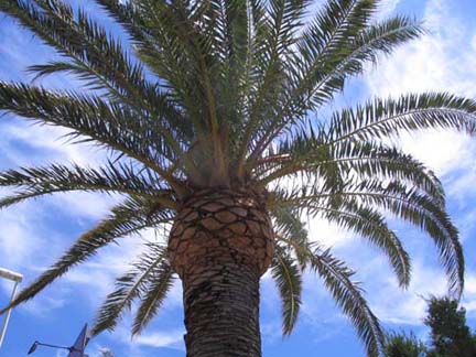 Palmen an der Promenade in Cannes