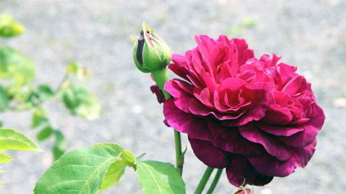 Eine Rose aus dem Europa - Rosariums